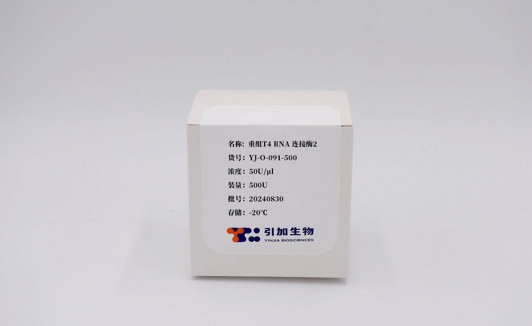 重組T4 RNA 連接酶2