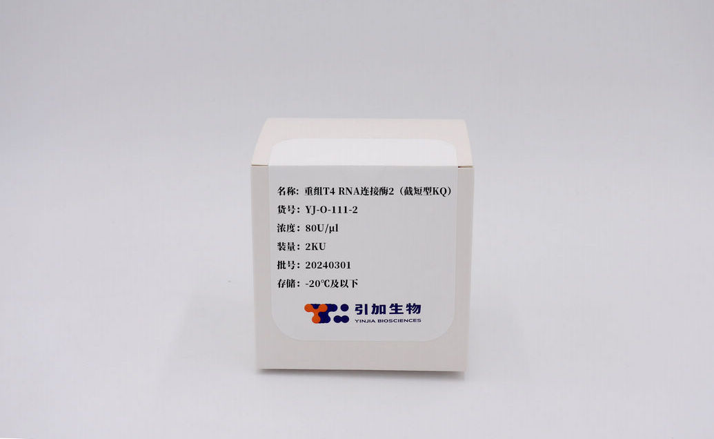 重組T4 RNA 連接酶2（截短型KQ）