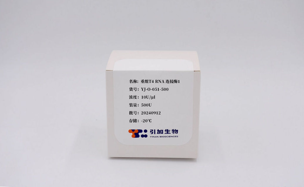 重組 T4 RNA 連接酶1