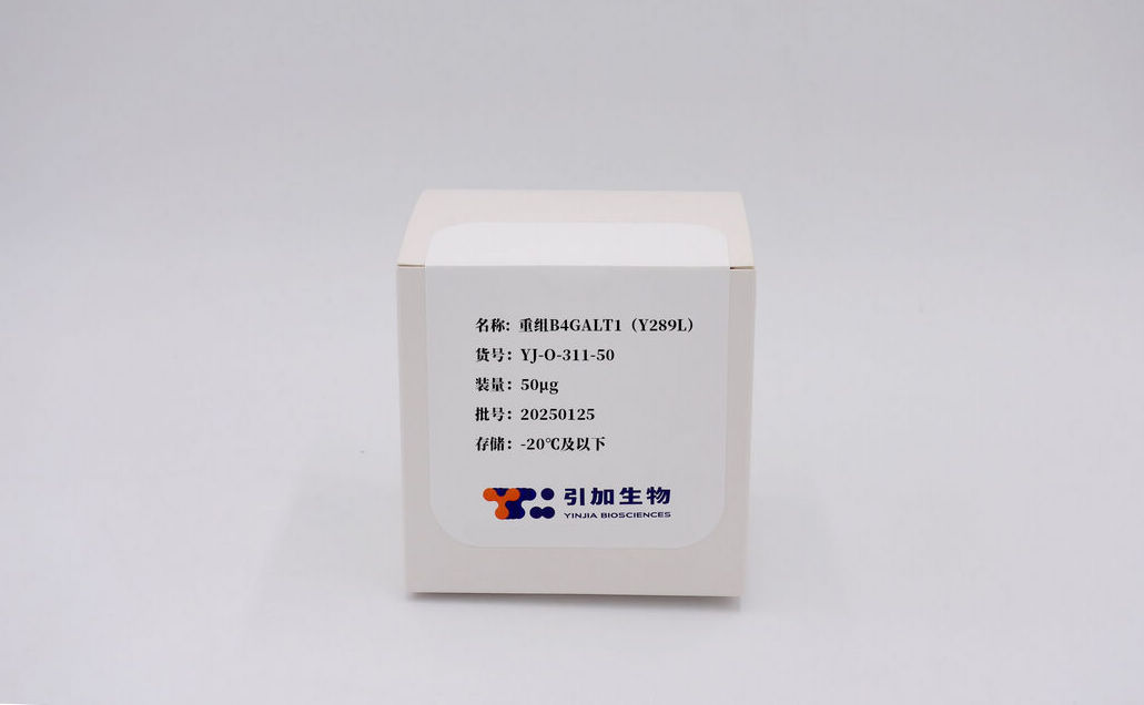 重組B4GALT1（Y289L）